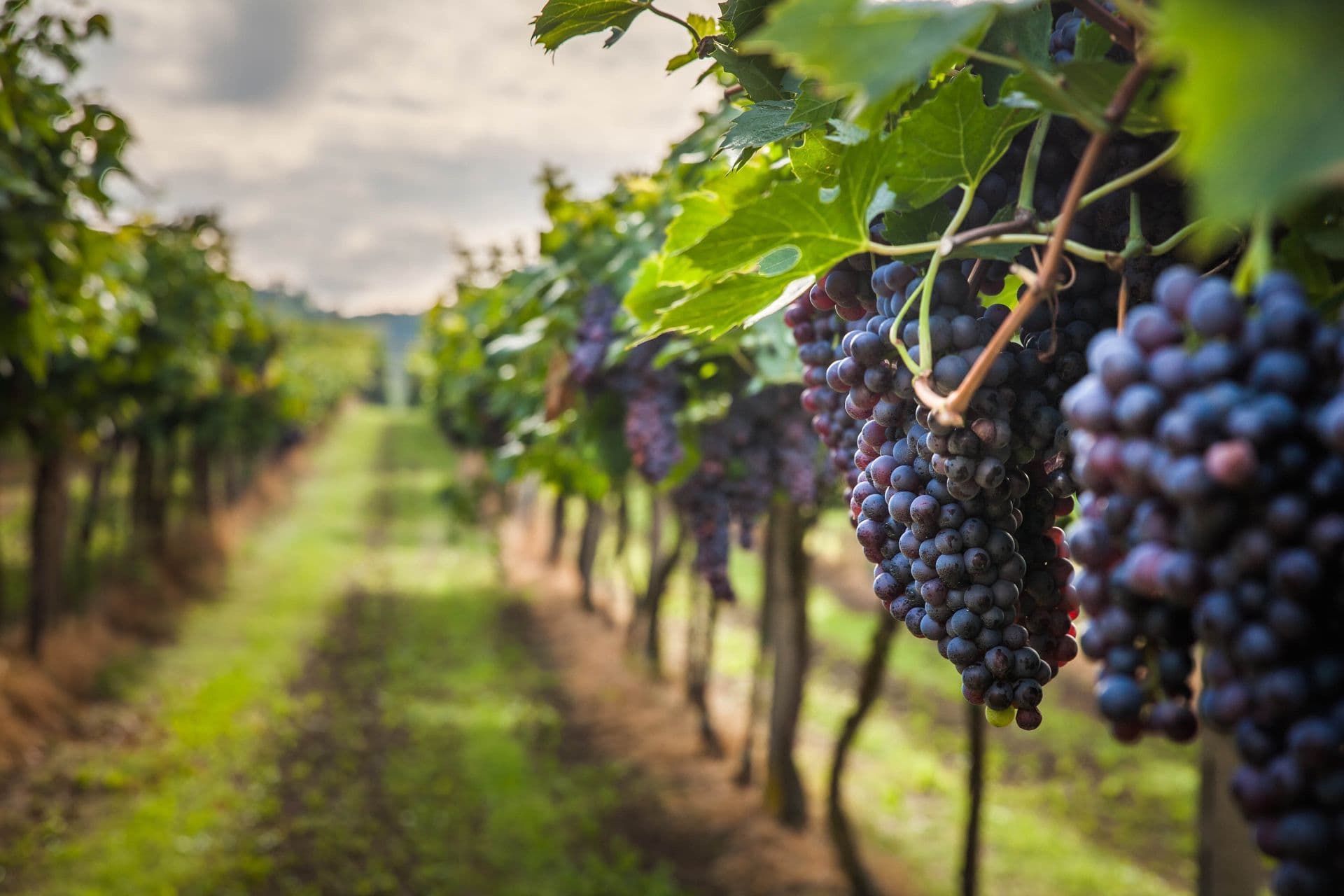 Wineries & Distilleries